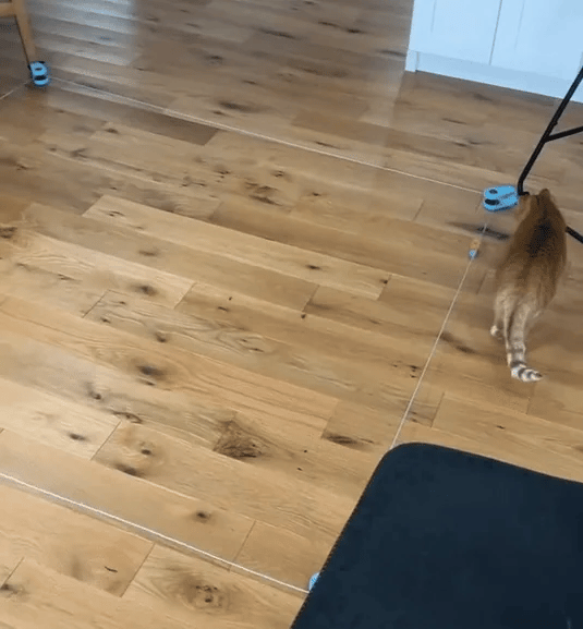 Cat Weight Loss Remote